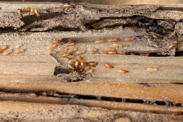 Best Bed Bug Extermination  in Moreland Hills, OH