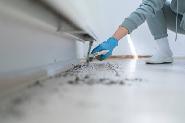 Best Spider Control Near Me  in Moreland Hills, OH